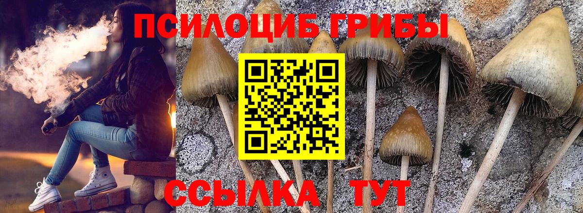 Галлюциногенные грибы Magic Shrooms  Псилоцибиновые грибы Psilocybe  Вход с VPN  Курчалой 